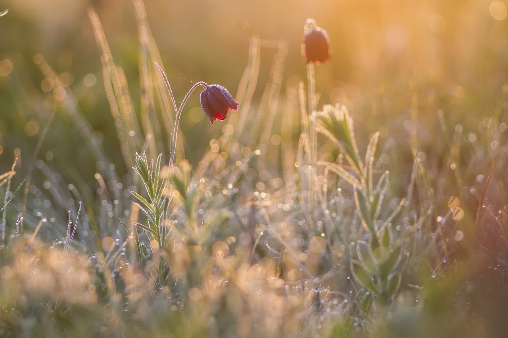 Утренние Рябчики