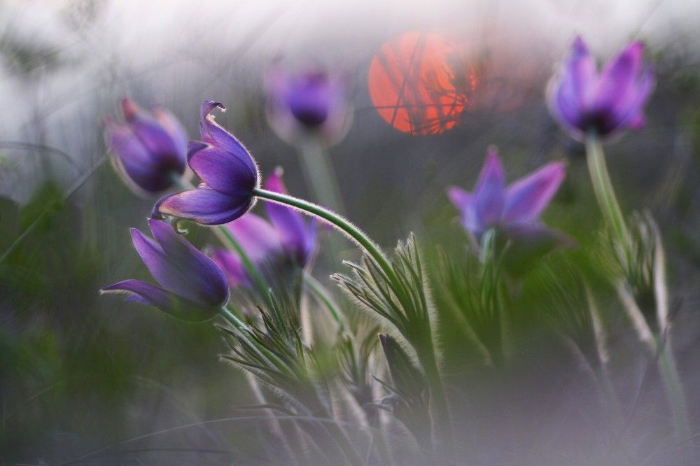 Поклон солнцу