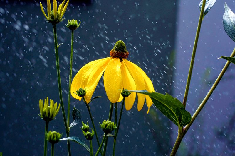 Alexander Tripolski, Germany