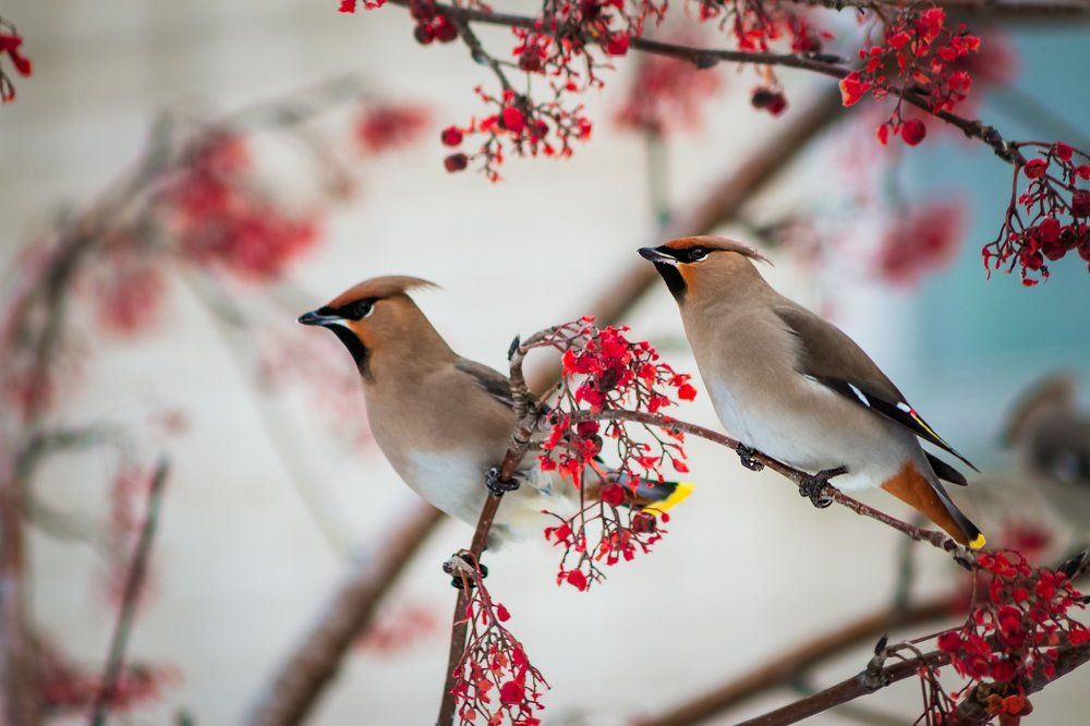 Свиристели