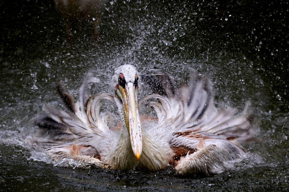 Серый пеликан, Парк птиц, Малайзия