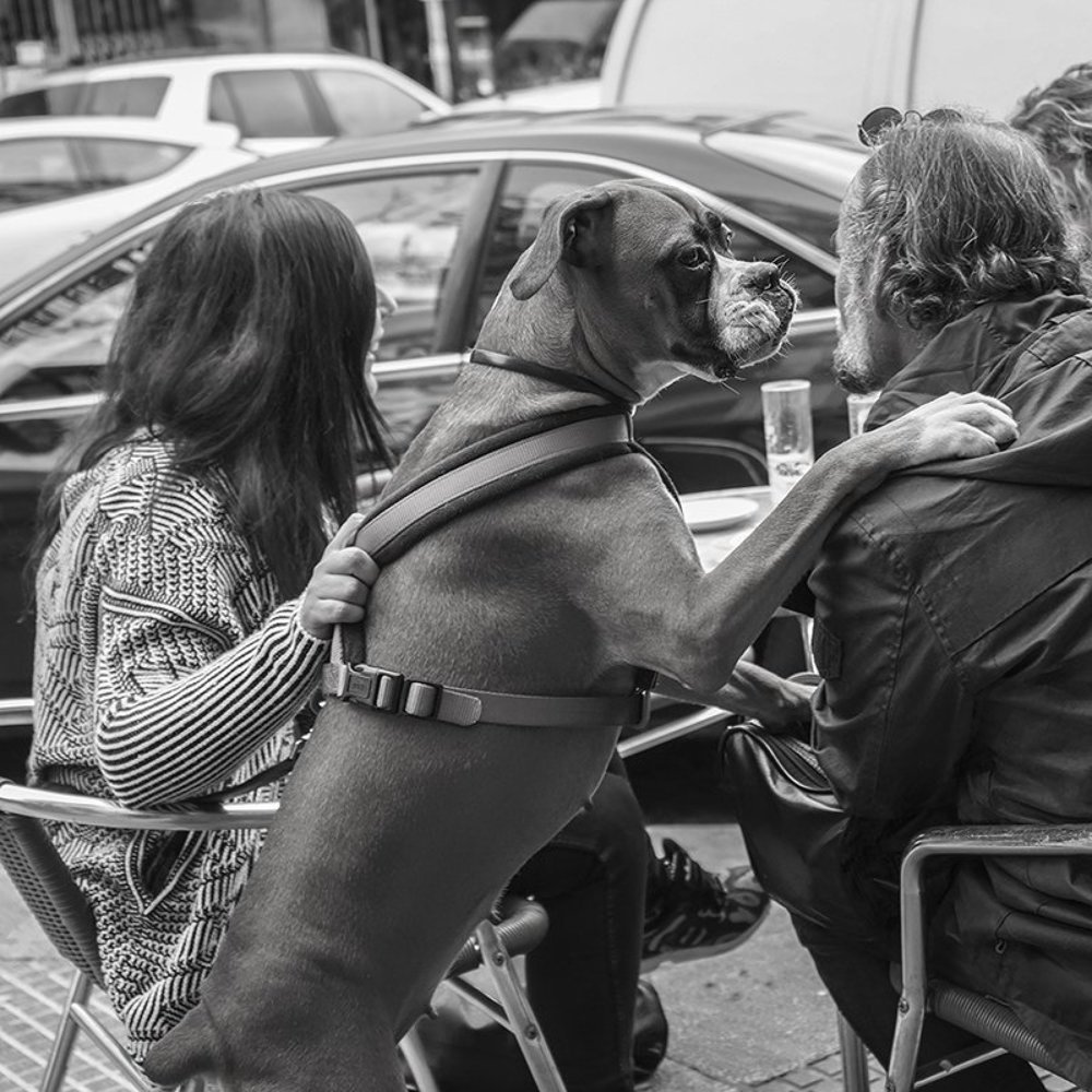 Дай лапу, друг!