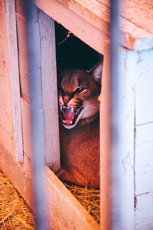 Максим, Russia