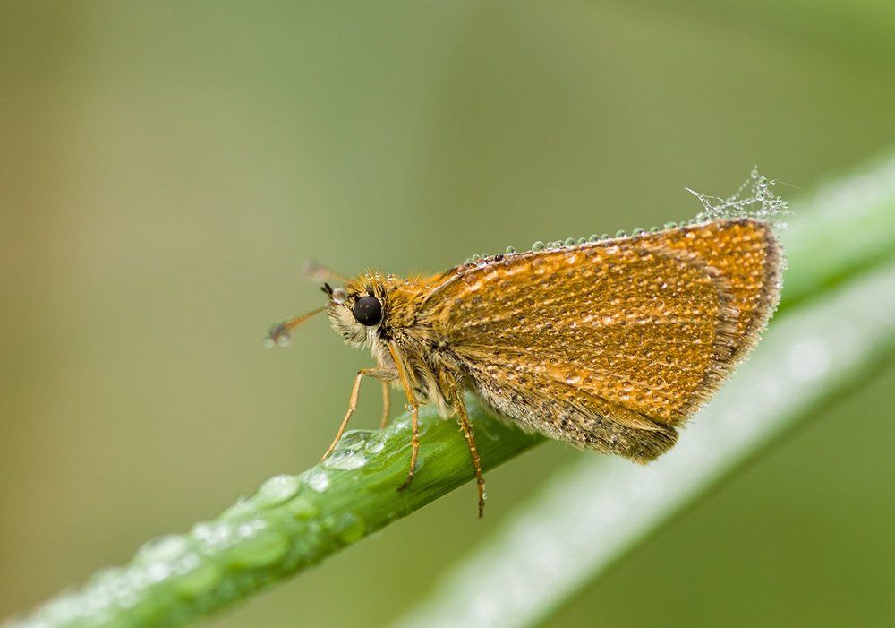 Мокрое утро.