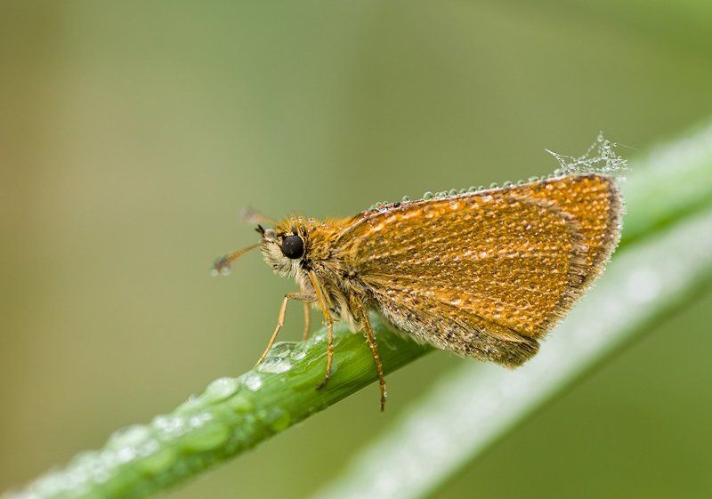 Andrey Vetrov, Russia