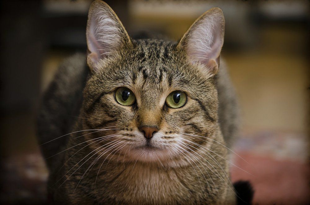 Фотография автора Вячеслав Белокур