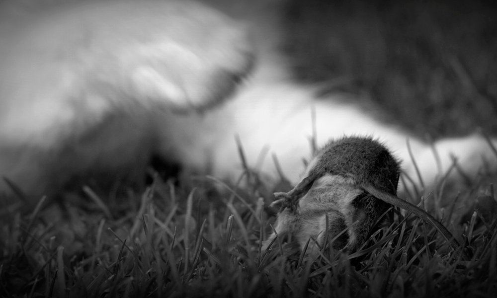 пора делать ноги...