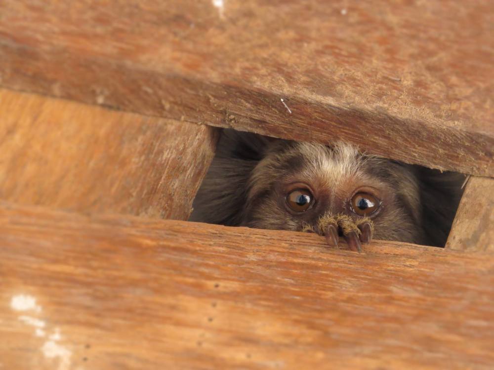 Juvenil Marmoset Looking around