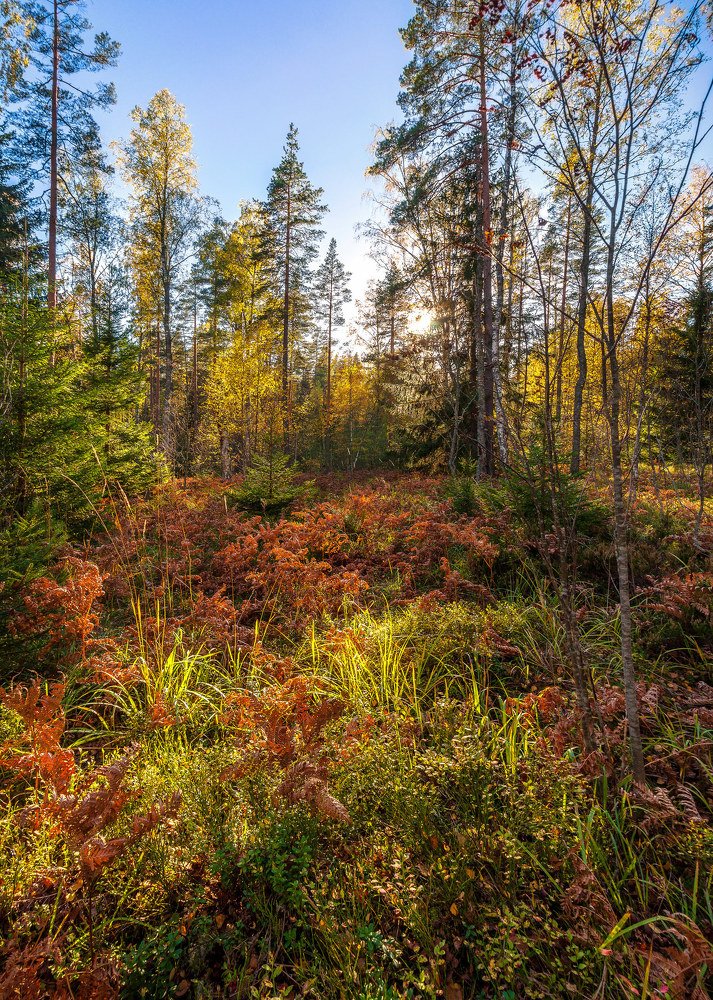 Озарения осеннего леса
