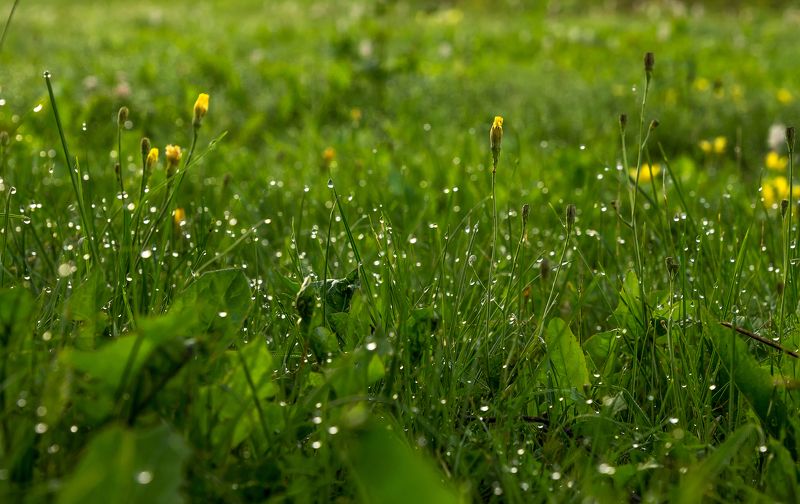 Igor Nikolaev, Russia