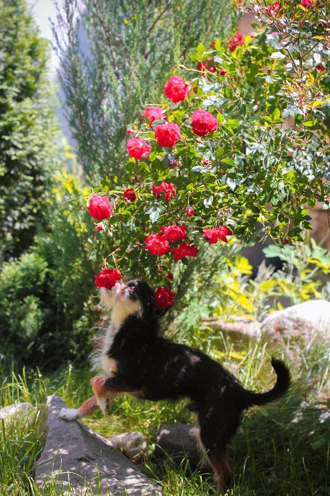 Запах цветов