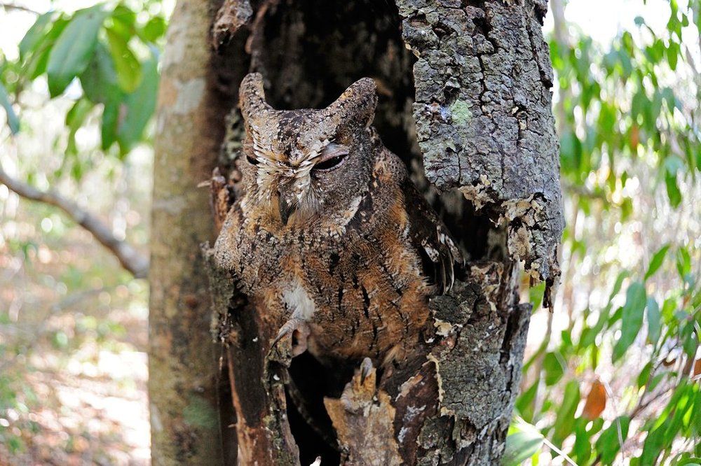 Мастер маскировки