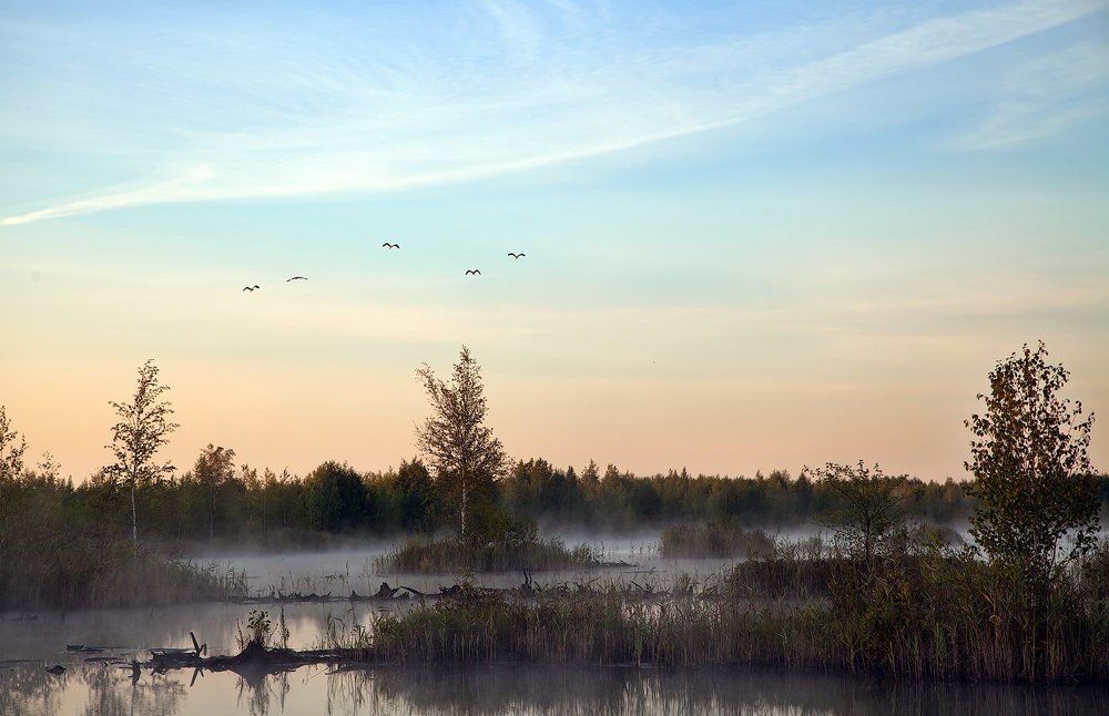 Рассвет над болотом
