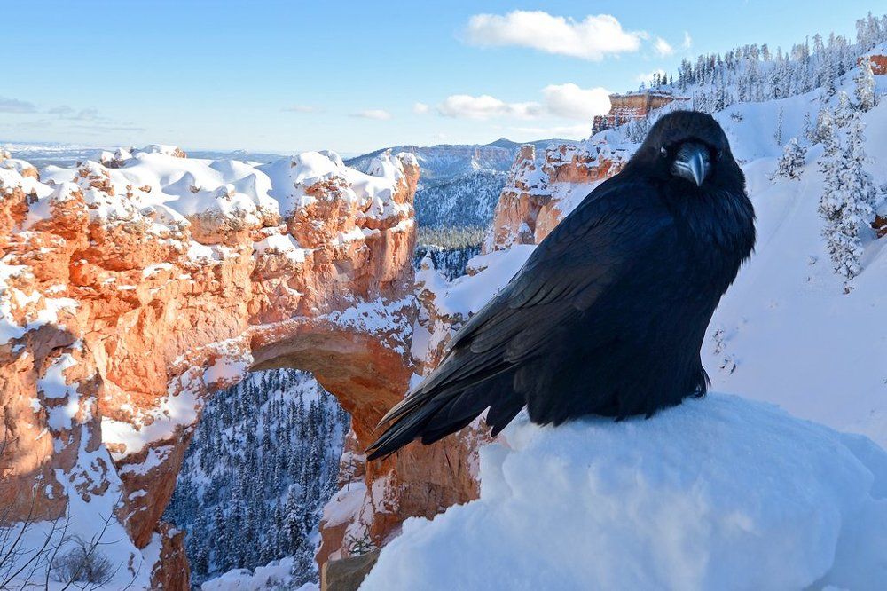 Страж ворот