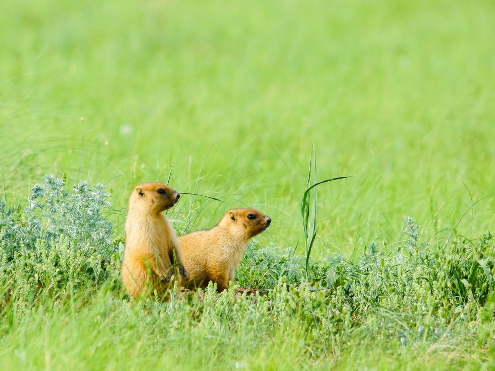 Сурчата познают мир
