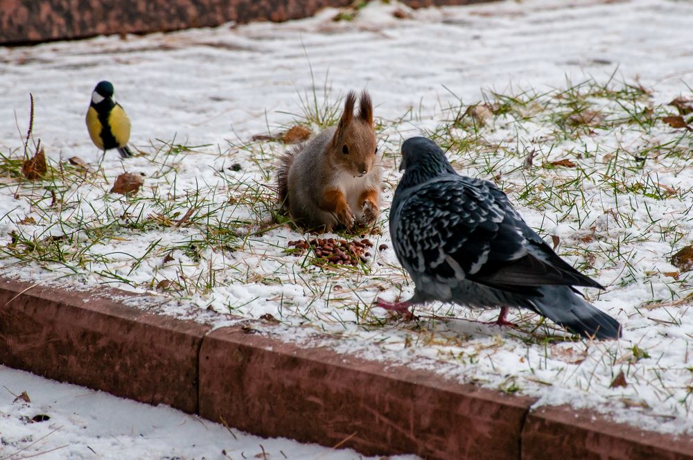 Мои орешки!