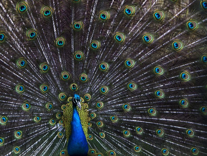 Oksana Zvereva, Russia