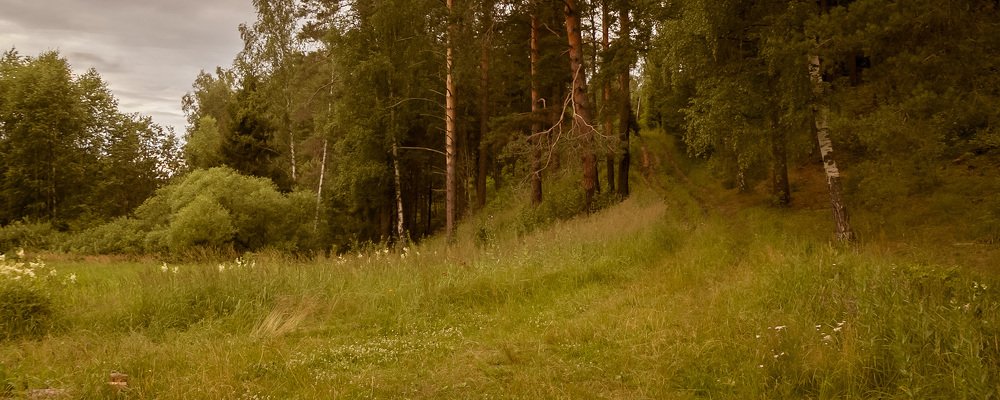 В лесу у реки Санеба