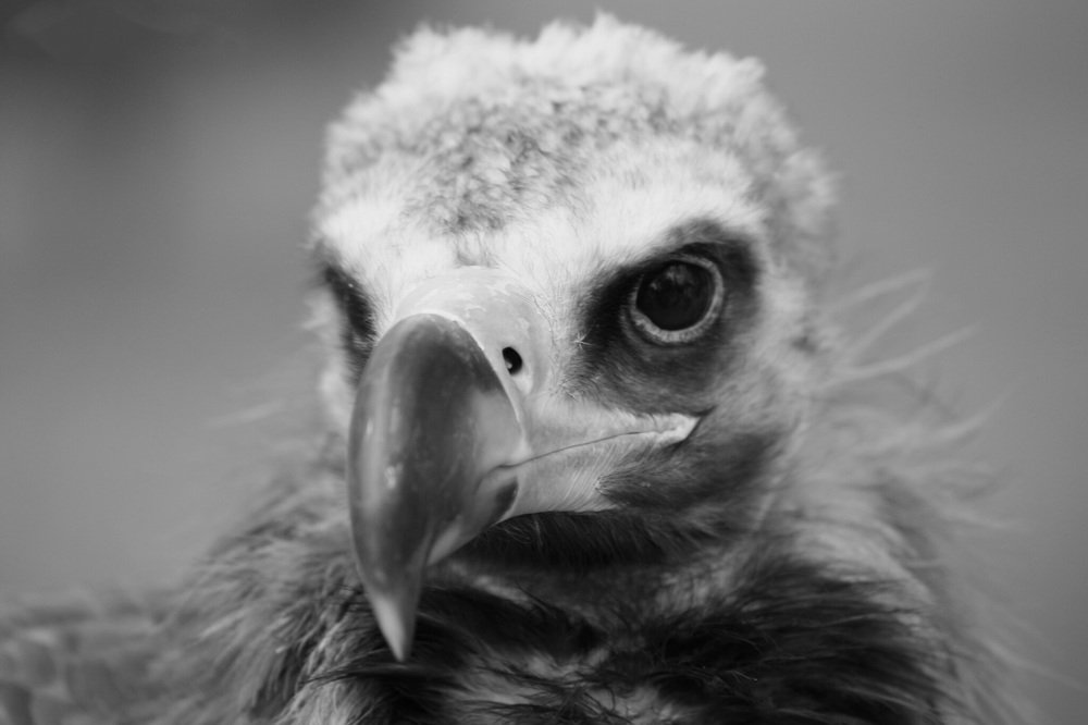 ох этот взгляд...