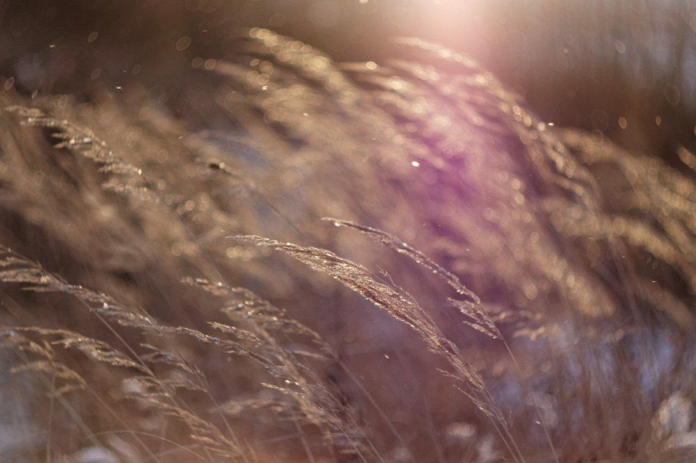 Вечерние лучи