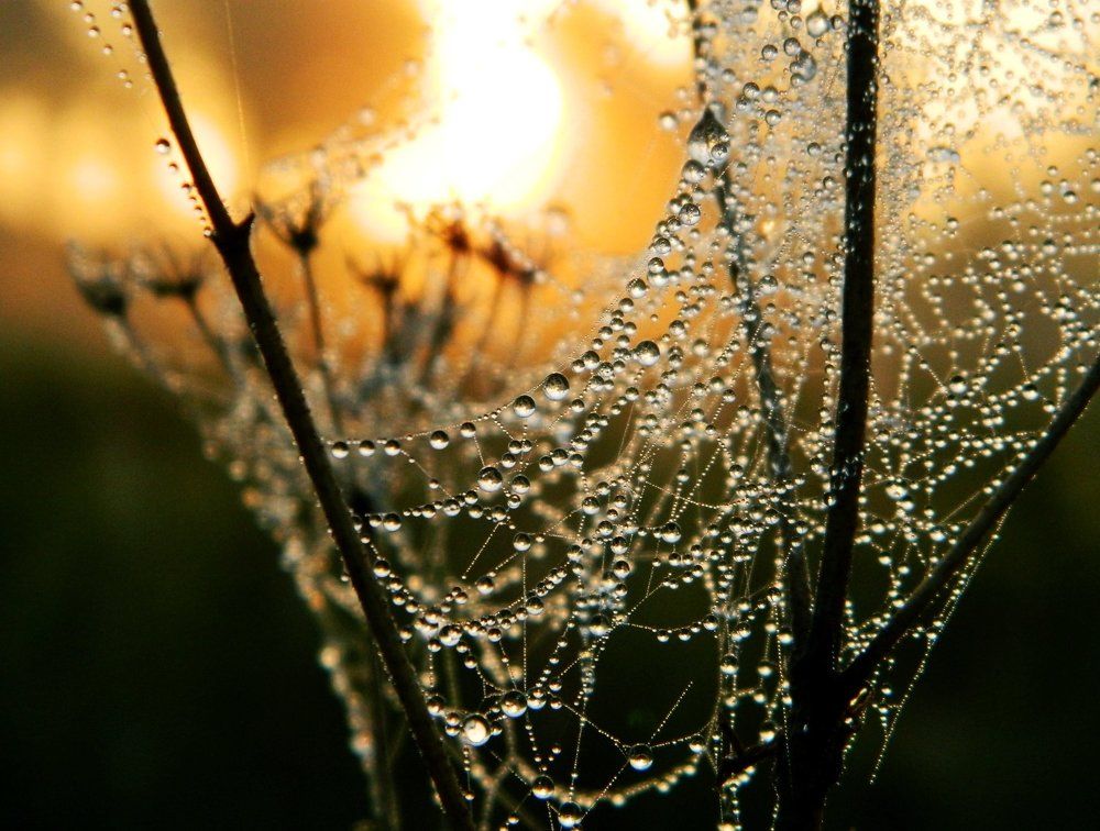 отражалось солнце в капельках росы...