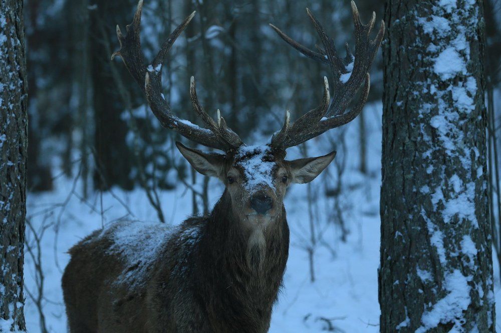 Олень благородный.
