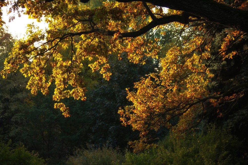 Photograph by Юлия Поликарпова