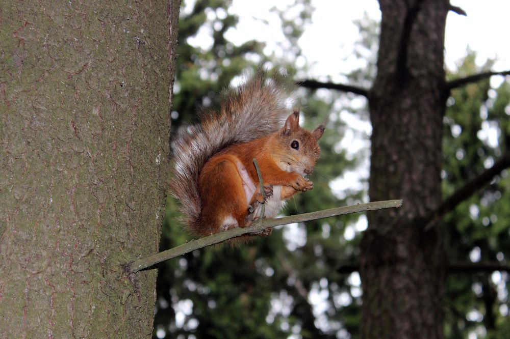 Белочка, живущая в лесу.