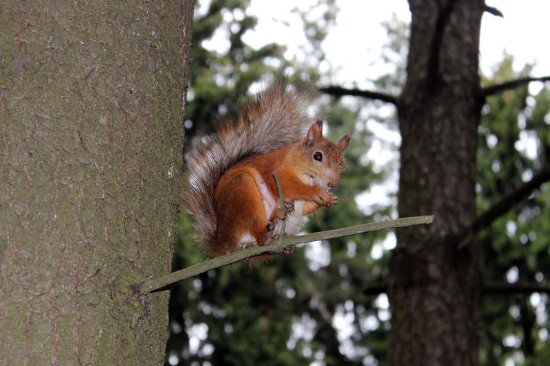 Natallia Kuzniatsova, Belarus