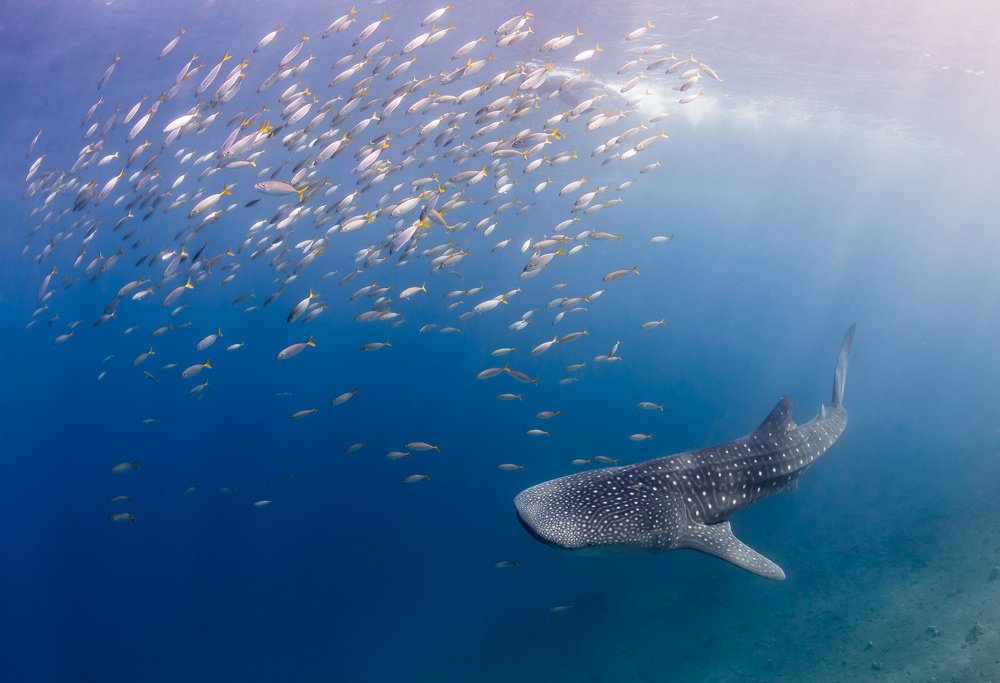 Китовая группа поддержки