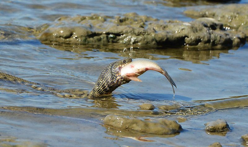 Nelli  Solodovnikova, Ukraine