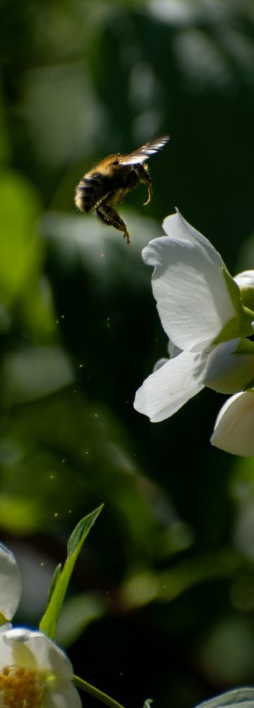 Photograph by Милан Ђорђевић