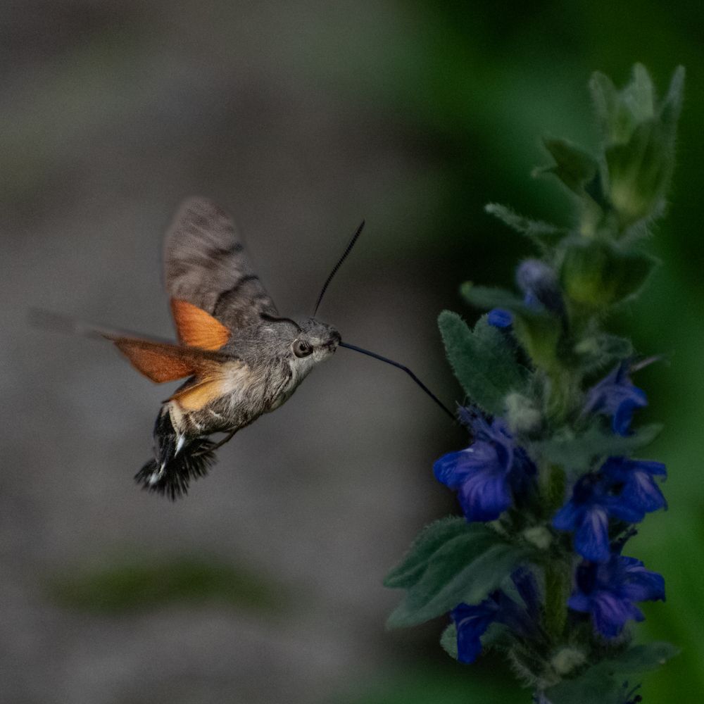 Photograph by Милан Ђорђевић