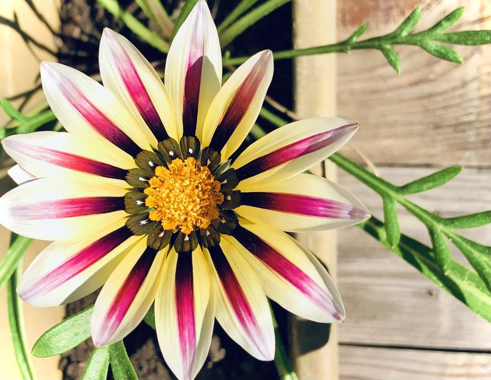 Photograph by Валерия Шишлова