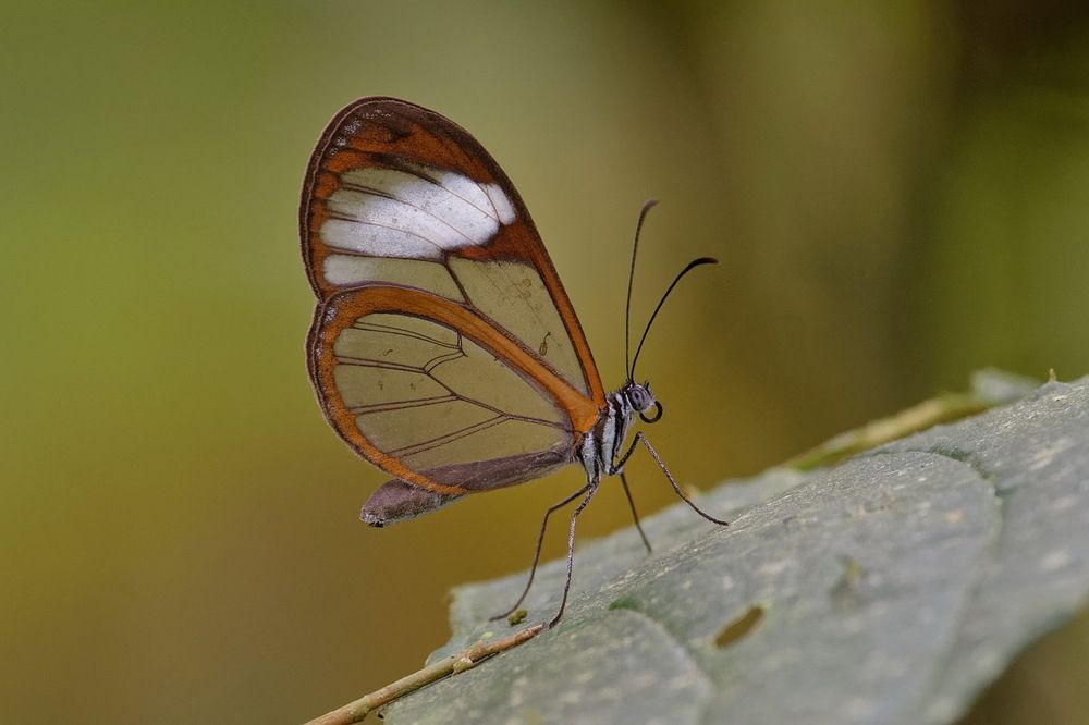 Photograph by Олег Набровенков