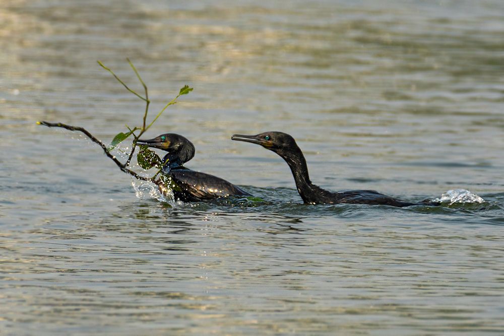 Photograph by TIMIR SARKAR