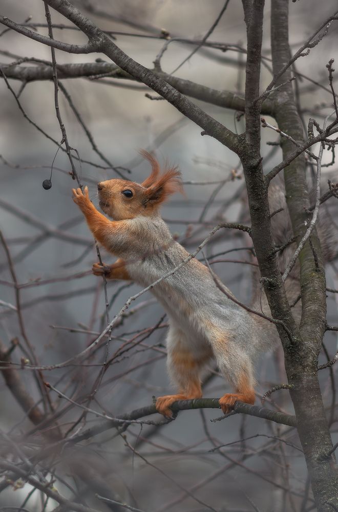 Photograph by Щепотина Татьяна