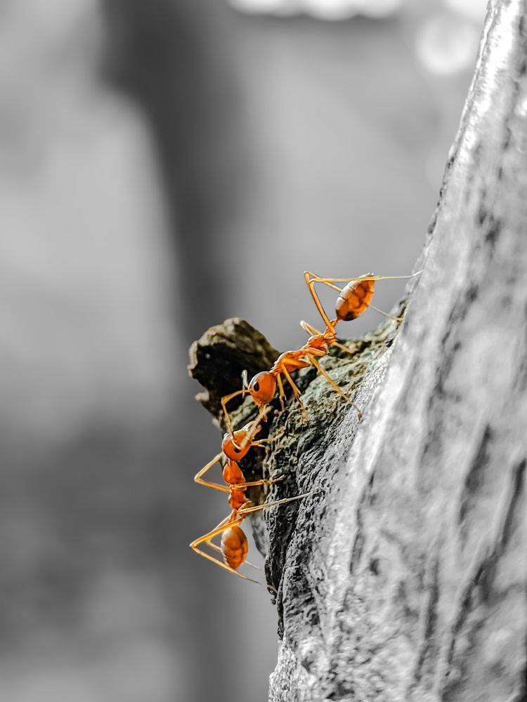 Photograph by Ameen Ahmed L