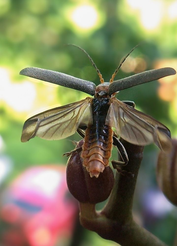 Фотография автора Марина Алексеевская