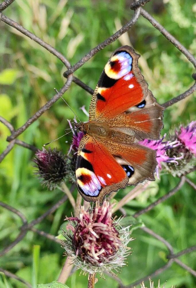 Фотография автора Марина Алексеевская