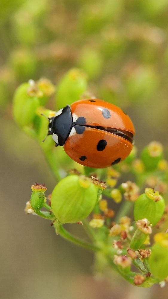 Фотография автора Марина Алексеевская