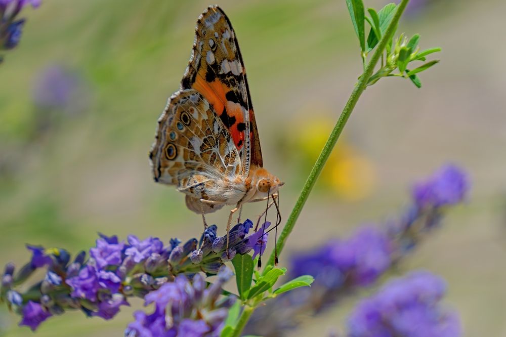 Photograph by Михаил Косолапов