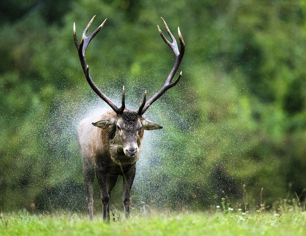 Фотография автора Ervin Horesnyik