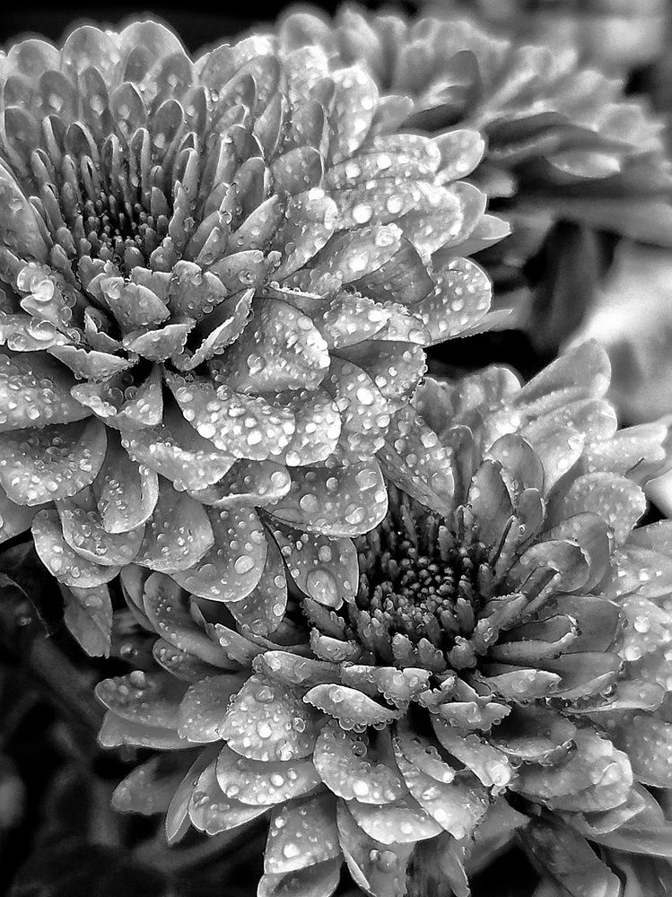 Фотография автора Юлия Фёдорова