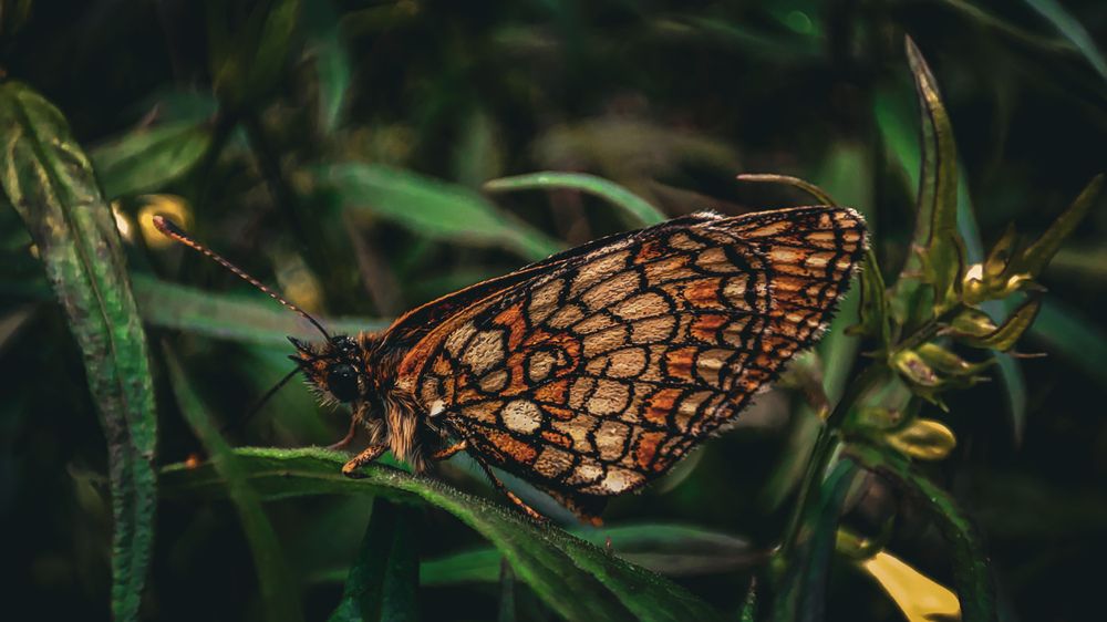 Photograph by Екатерина Никитина