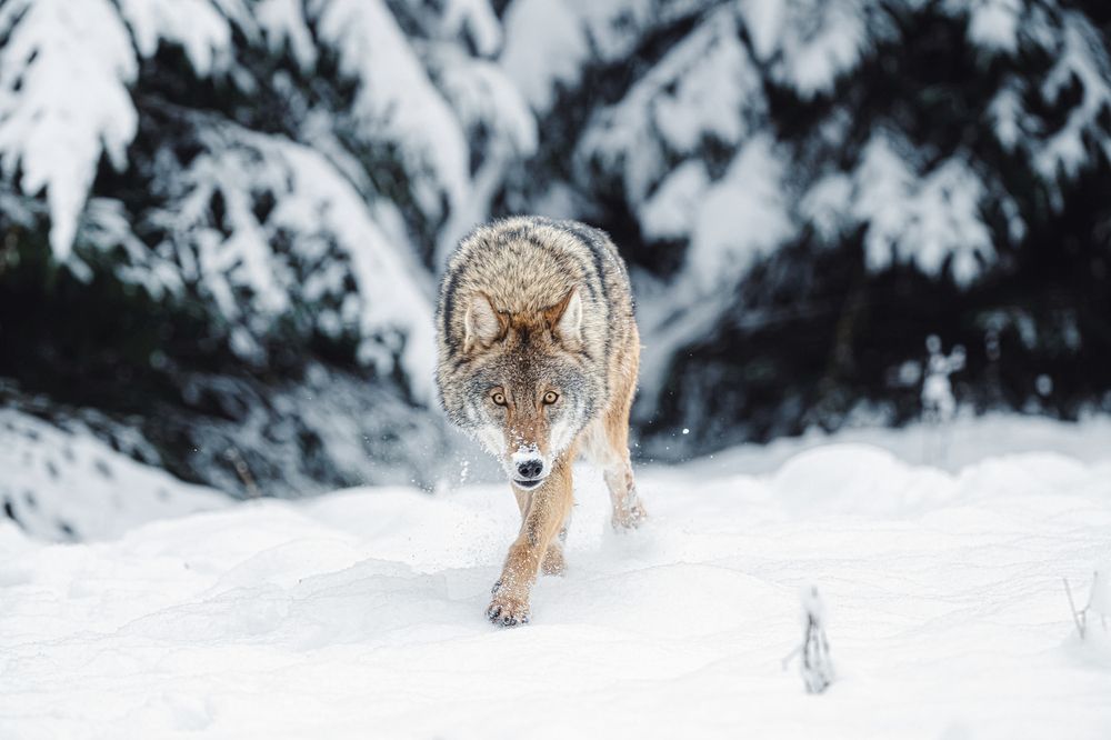 Photograph by Олег Гуляков