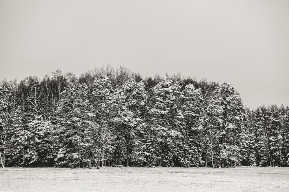 Photograph by Dmitrii Zabuga