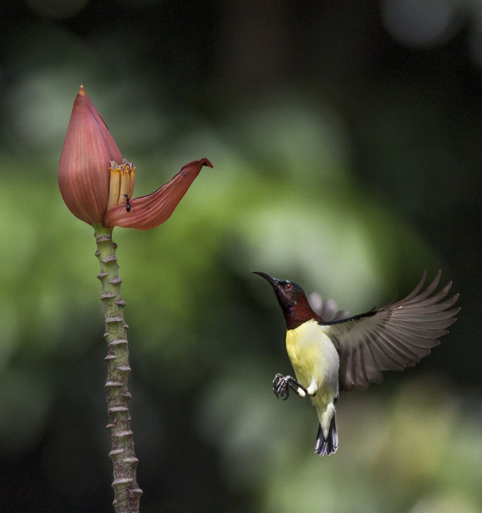 Photograph by Sourendra nath Bandyopadhyay