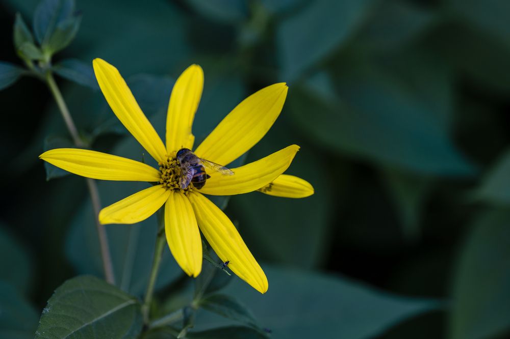 Photograph by Elena Tcykina