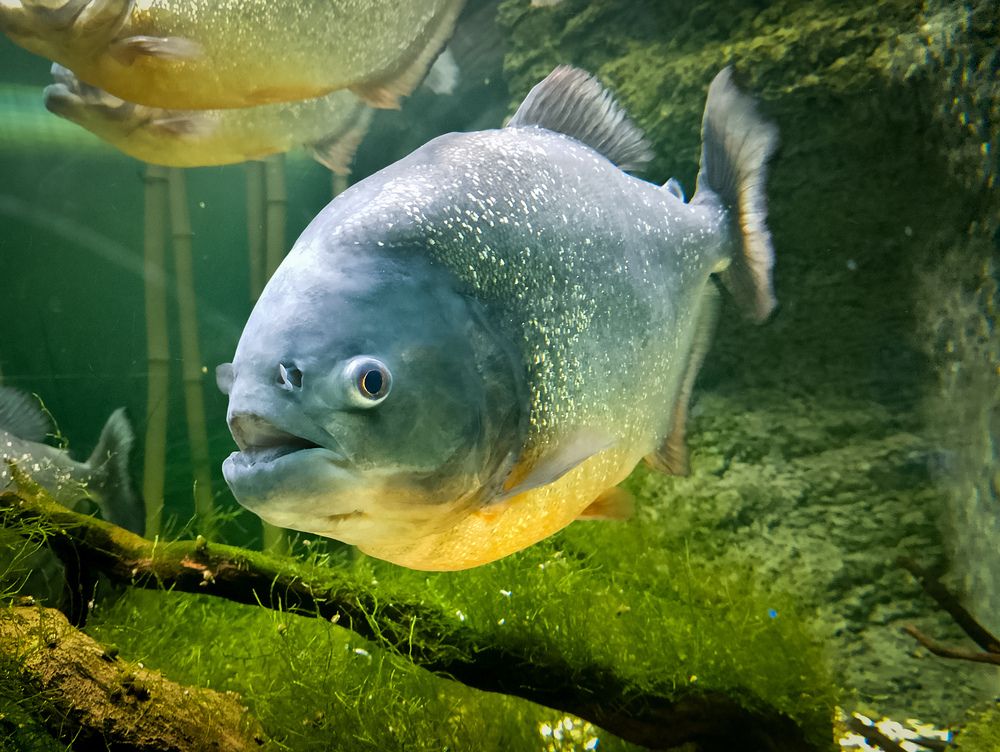 Фотография автора Татьяна Хуссейн